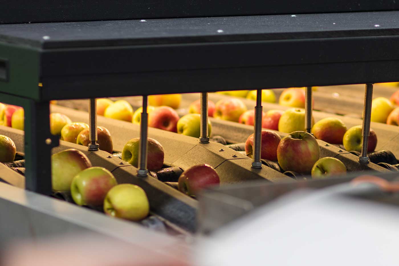 Automatic mobile fruit grader for on-site sorting